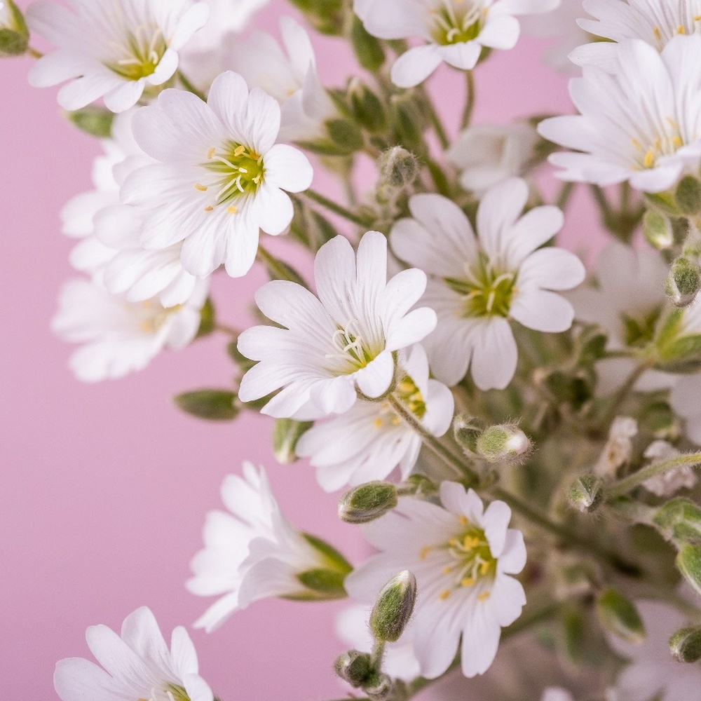 Meet your Posher, Julia